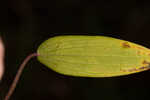 Threadleaf arrowhead